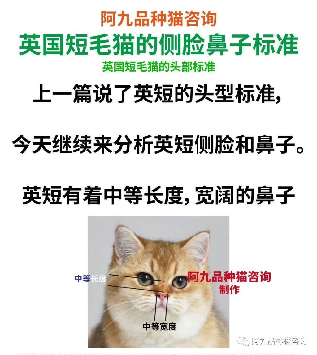 长毛银渐层幼崽的鼻头是黑的,银渐层幼崽眼睛是蓝色