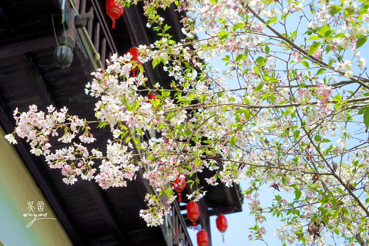 武汉看樱花半日游,武汉看樱花一日游