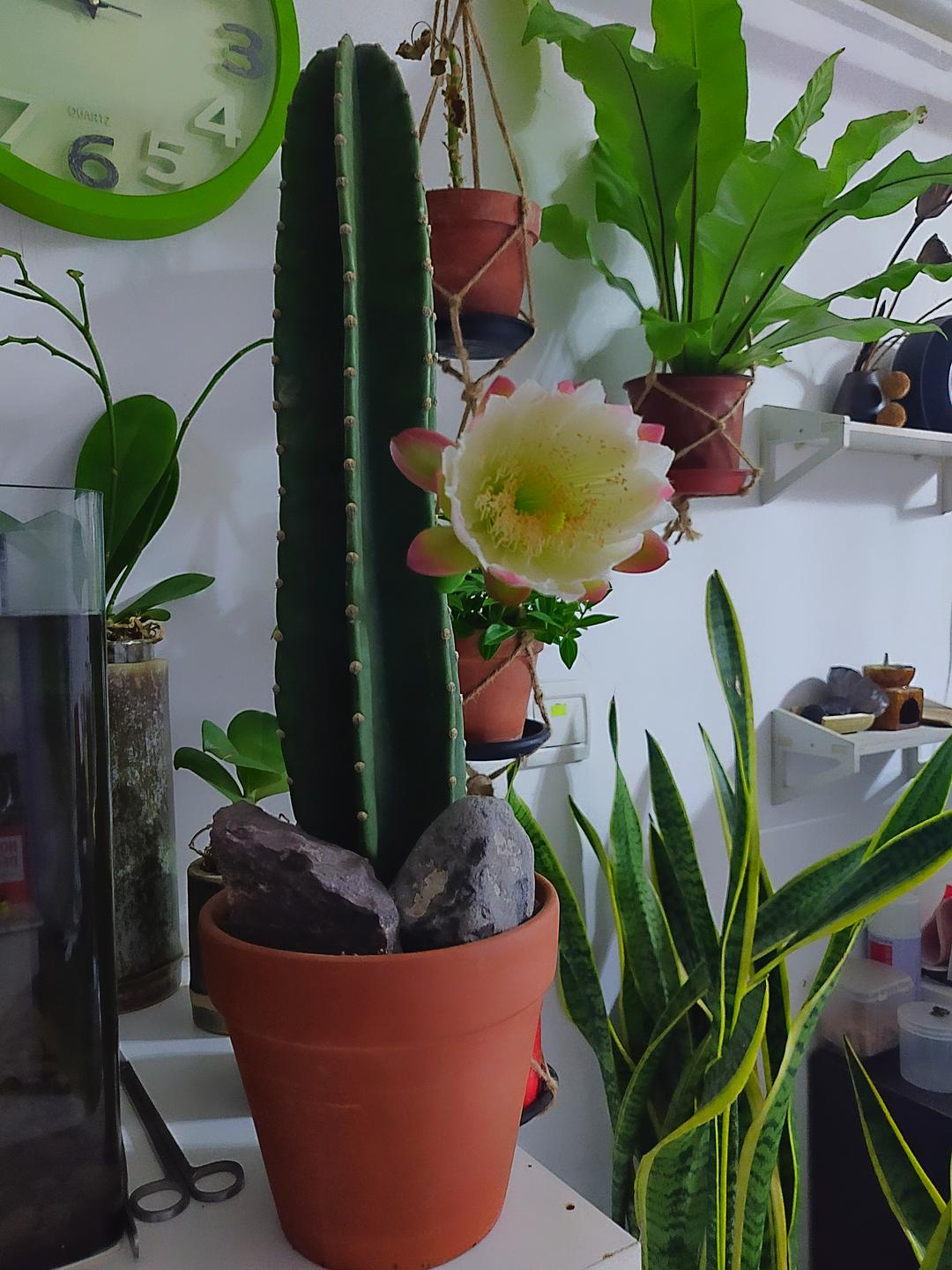 十种最吉利的镇宅花,家里养这5种旺宅花