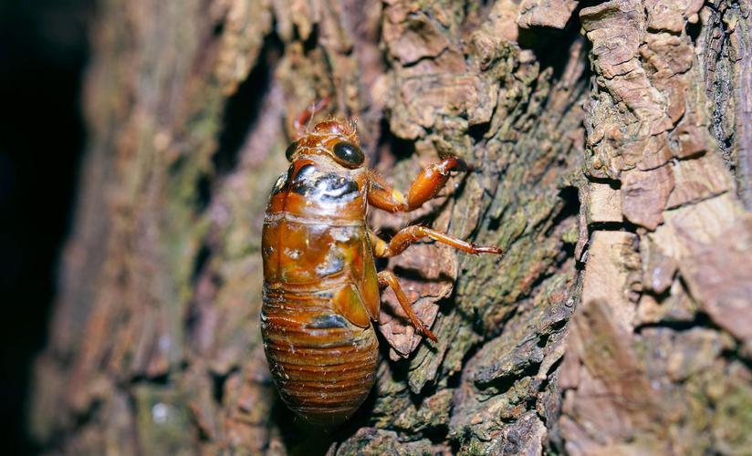 吃知了猴会上火吗好处与坏处,经常吃知了猴对身体有害吗