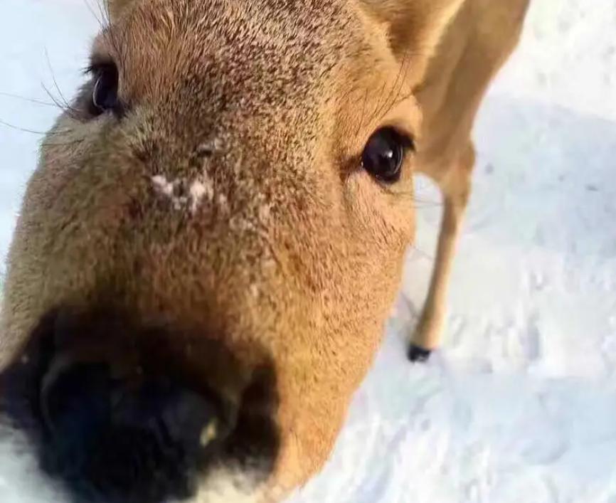 吉林一男子捡到梅花鹿,吉林男子野外捡鹿