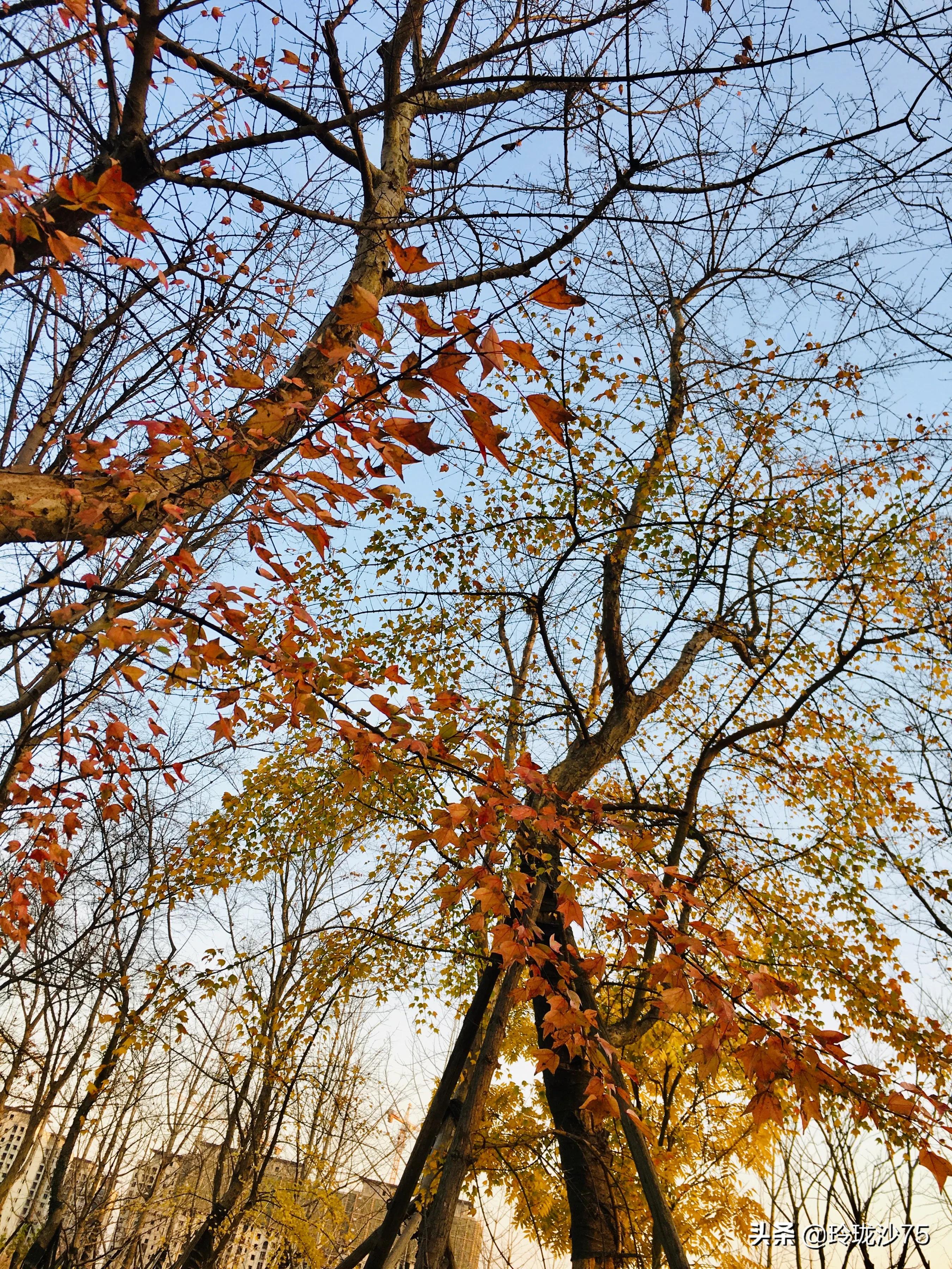 长沙风景美丽的篮球场,长沙王陵公园生态足球场
