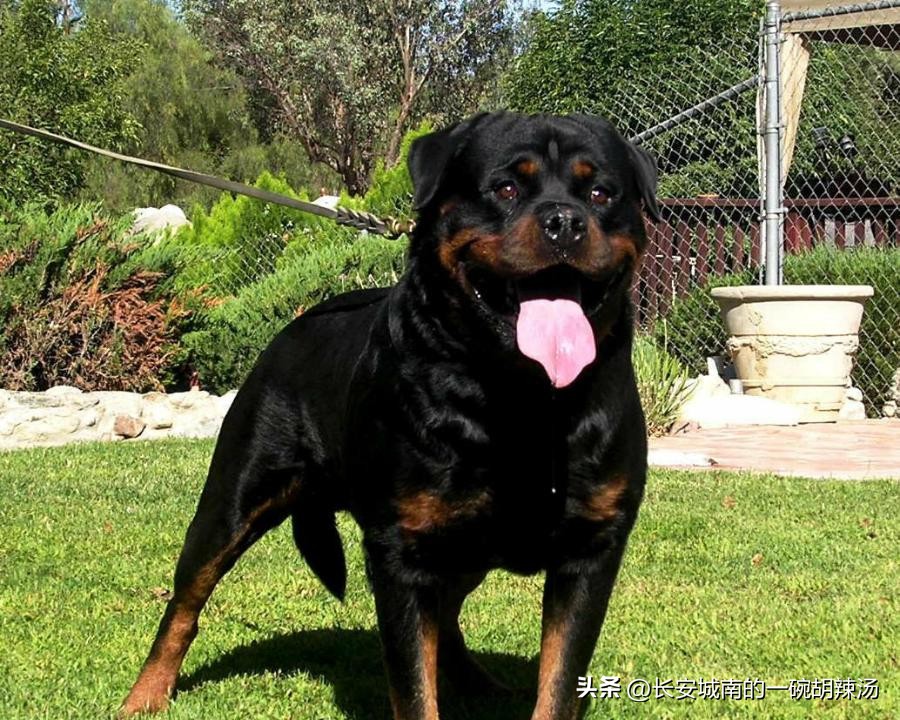 100种名犬价格,世界名犬排名前100图巴哥犬