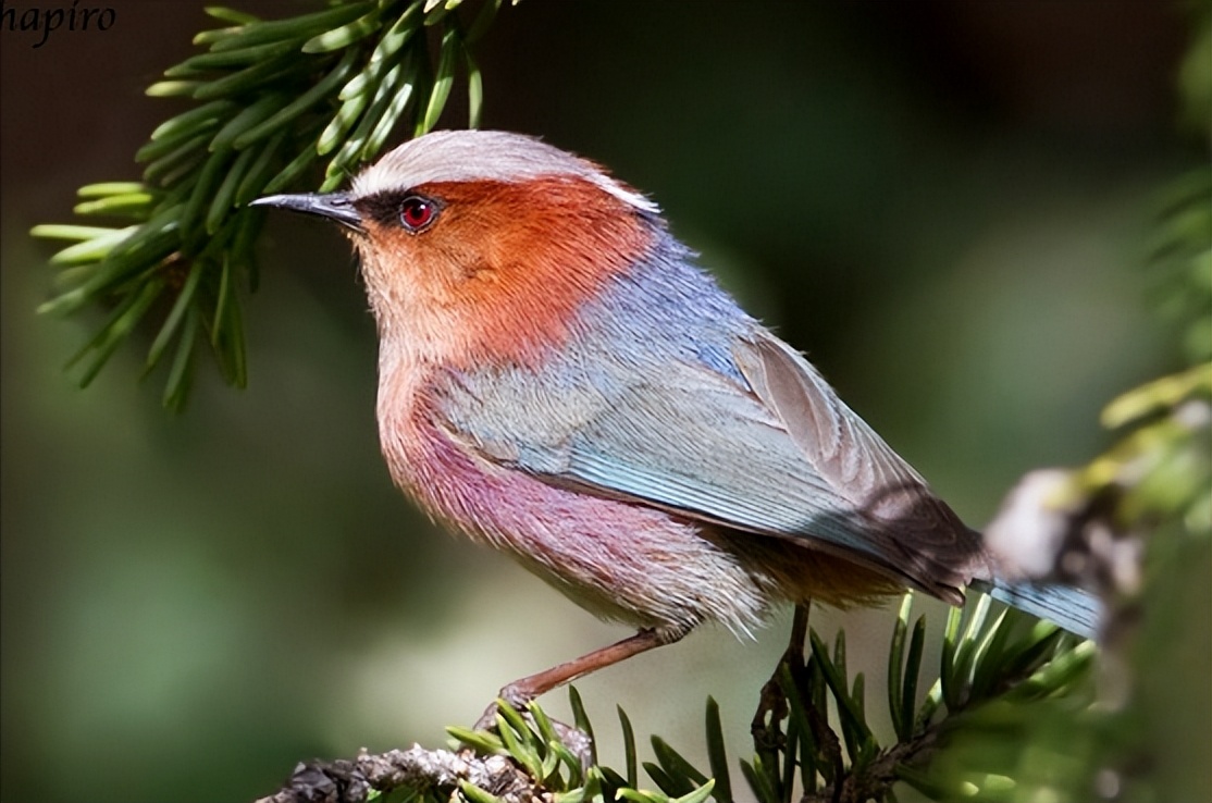 50张最佳鸟类摄影作品,鸟儿大全大图