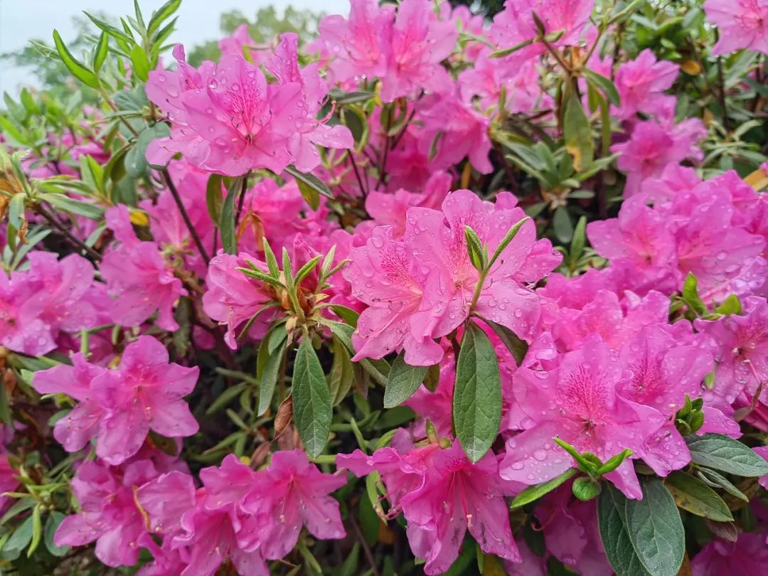 有一种春光叫杜鹃花,春天漫山遍野的杜鹃花开