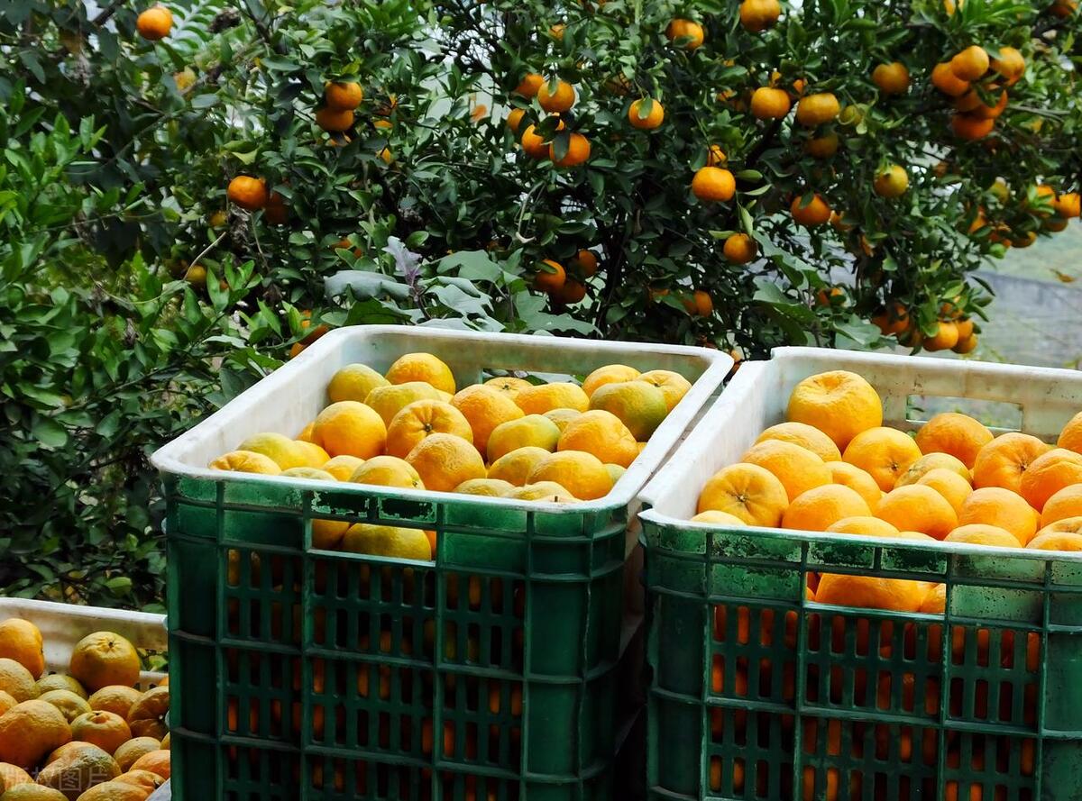 电商泛滥对中国经济的影响,马云电商对中国经济的影响