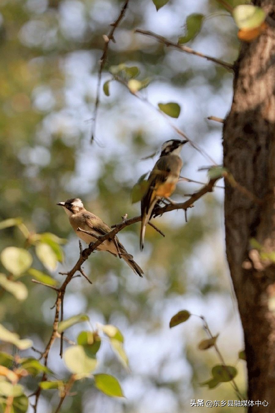 秋天丰收的雅称大全,秋天的雅称有哪几种
