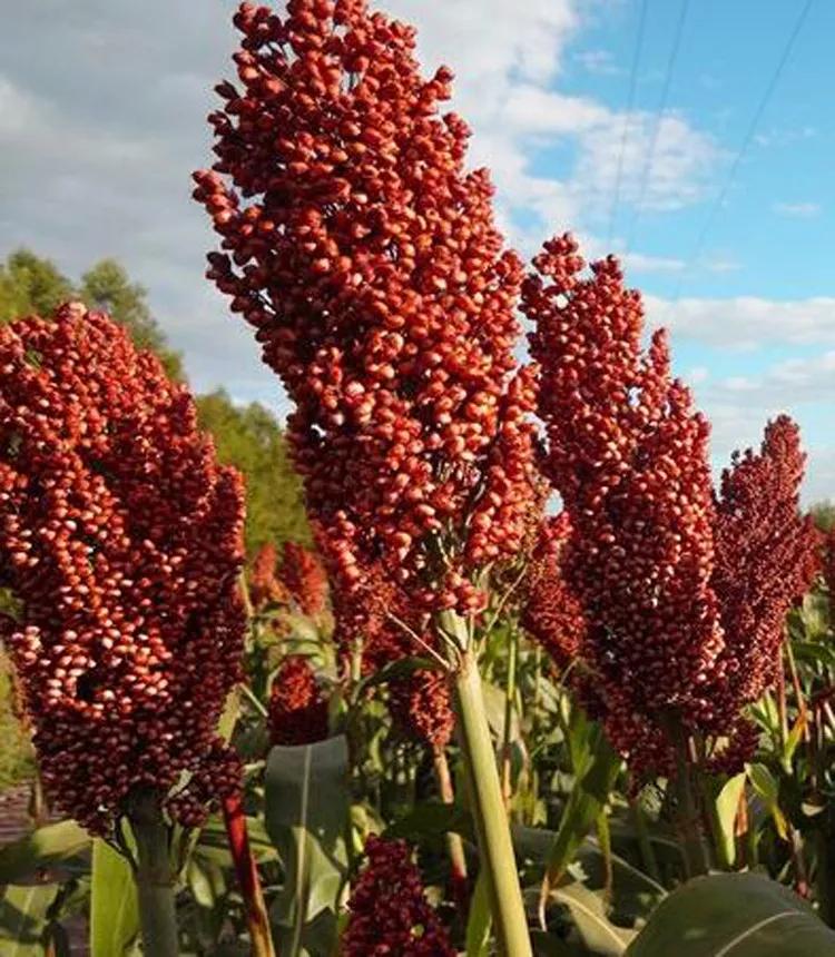 高粱种子图片大全,大片高粱成熟图片