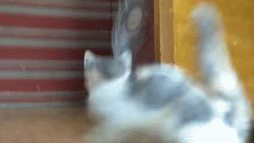 猫咪为啥叼着玩具嚎叫?谷歌569万搜索解密...