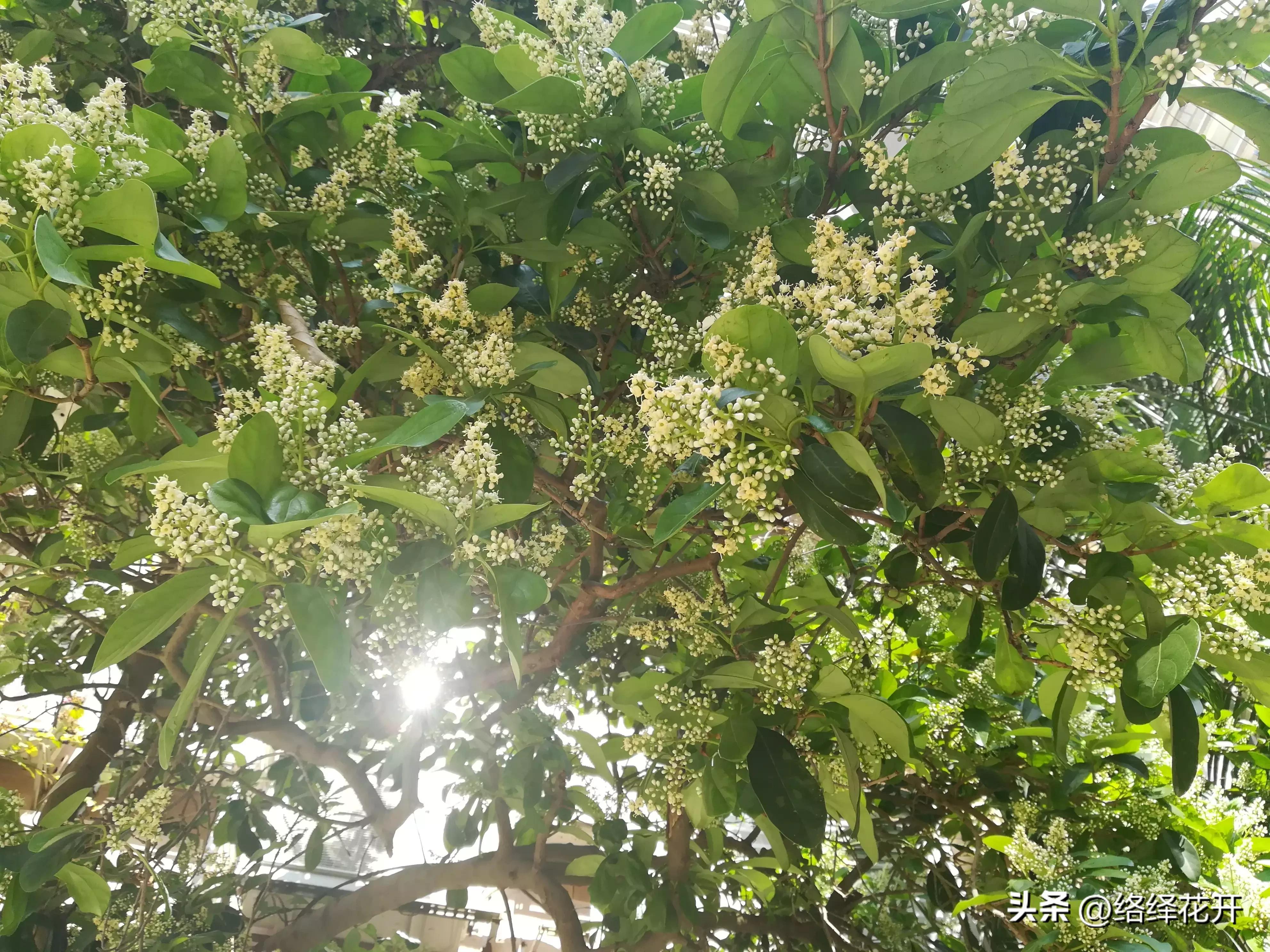 珊瑚树,珊瑚树图片