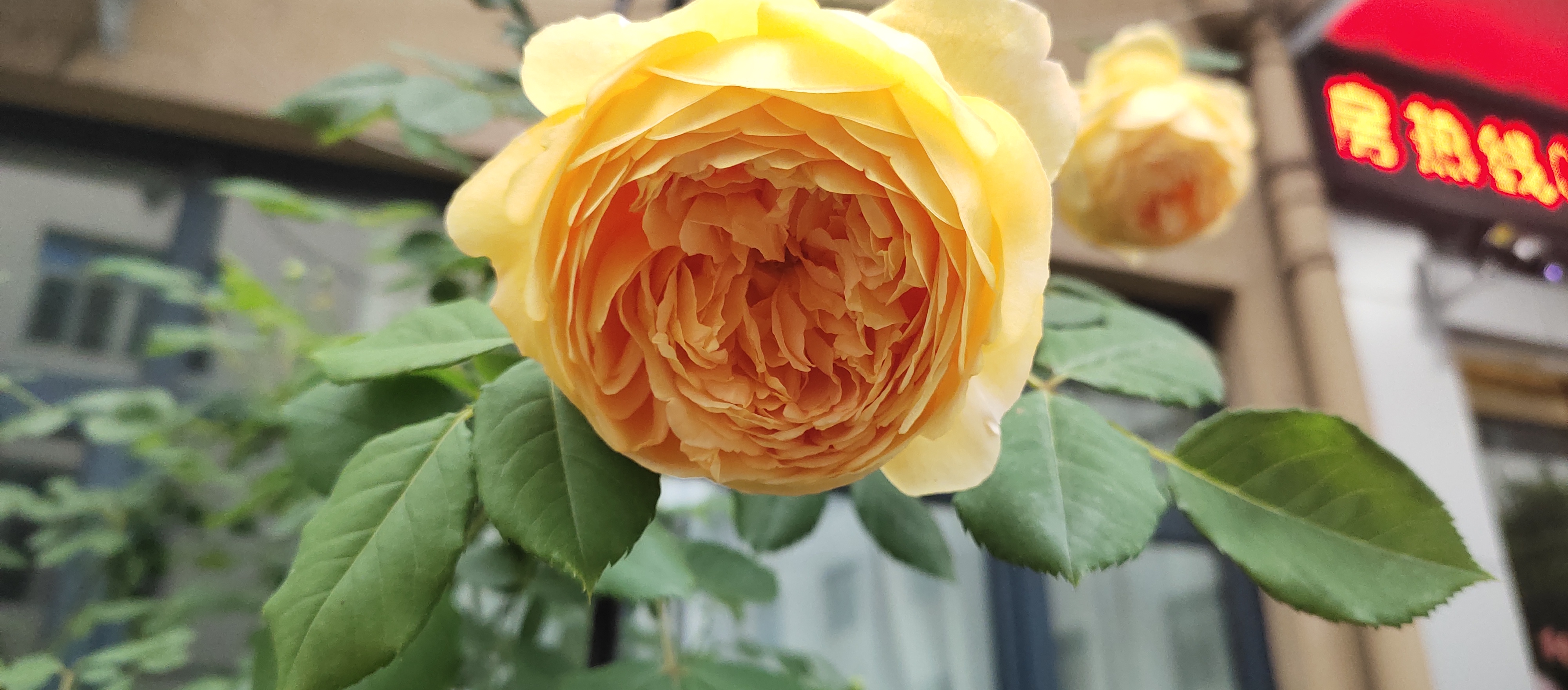 婆婆当众羞辱儿媳妇,婆婆当众羞辱儿媳一家还扇她巴掌