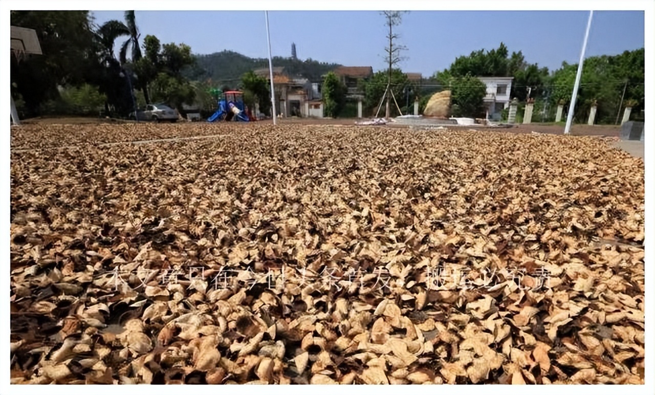 新会陈皮滞销,新会陈皮20000斤