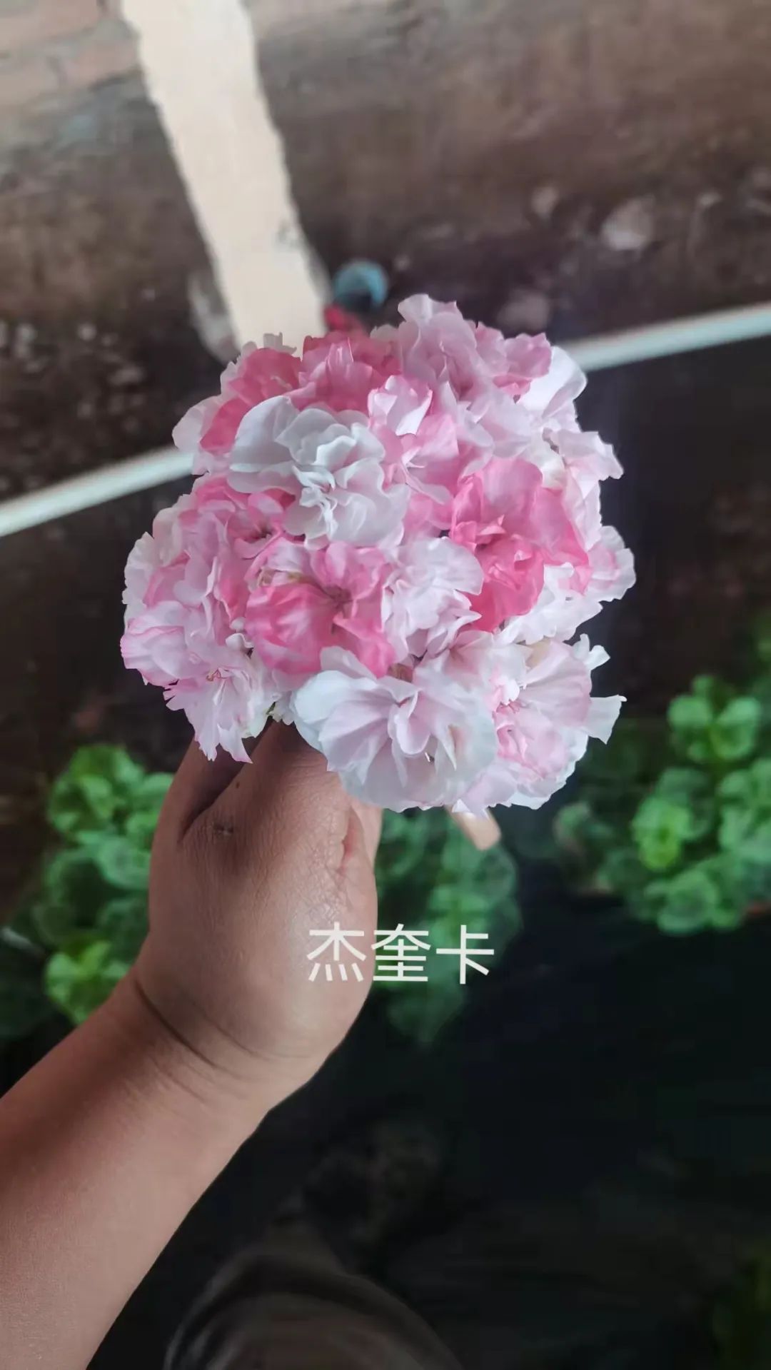 入门天竺葵的扦插方法图解,天竺葵扦插跟绣球扦插方法一样吗