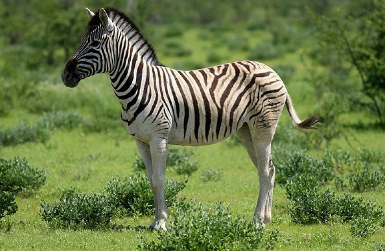 斑马黑白条纹的秘密,斑马是黑色条纹还是白色条纹