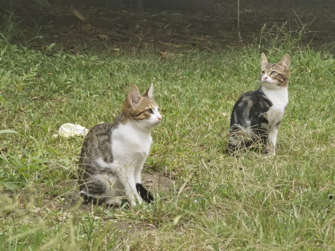 很多人怕蛇，蛇也有天敌，有一样只要蛇沾上一点，马上就会毙命