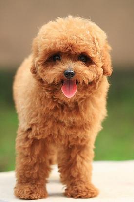 西藏有哪些世界名犬,世界十大名犬排行榜