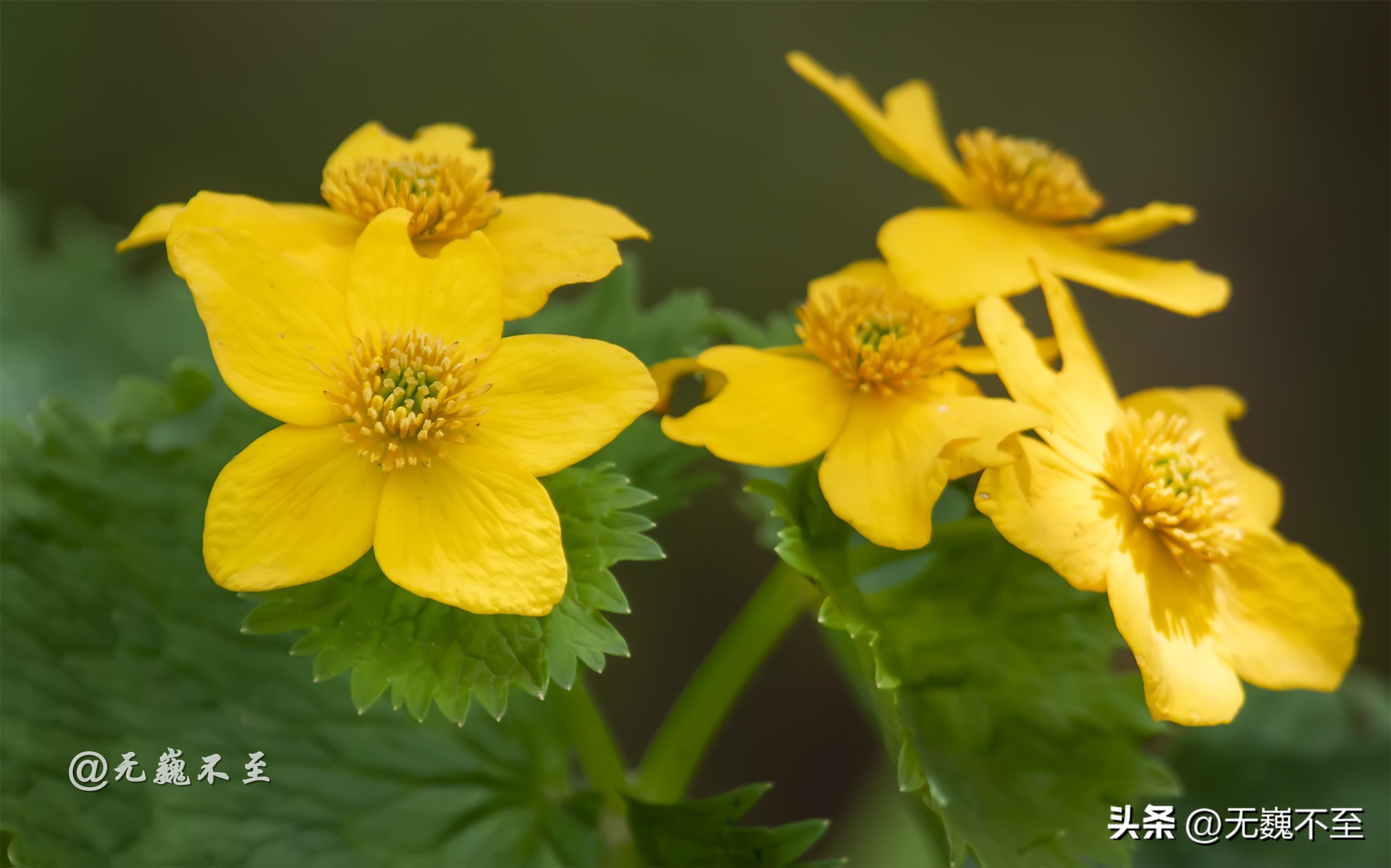 九顶归来不看花，但是这些花名你知道吗？科普一下不就认识啦