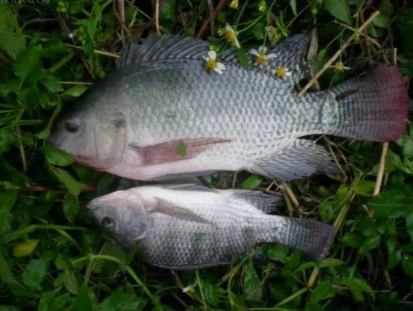 罗非鱼广东人爱吃,为什么美国人喜欢罗非鱼