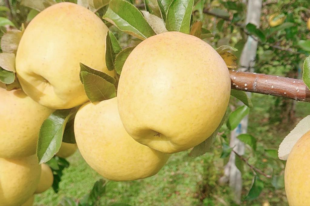 日本专家带到我国的“金苹果”，曾被认为是*局骗**，今年卖15元一斤