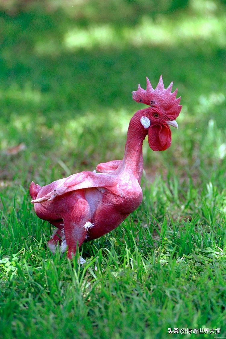 世界上最奇特的钞票有哪些,世界上最奇怪的钞票