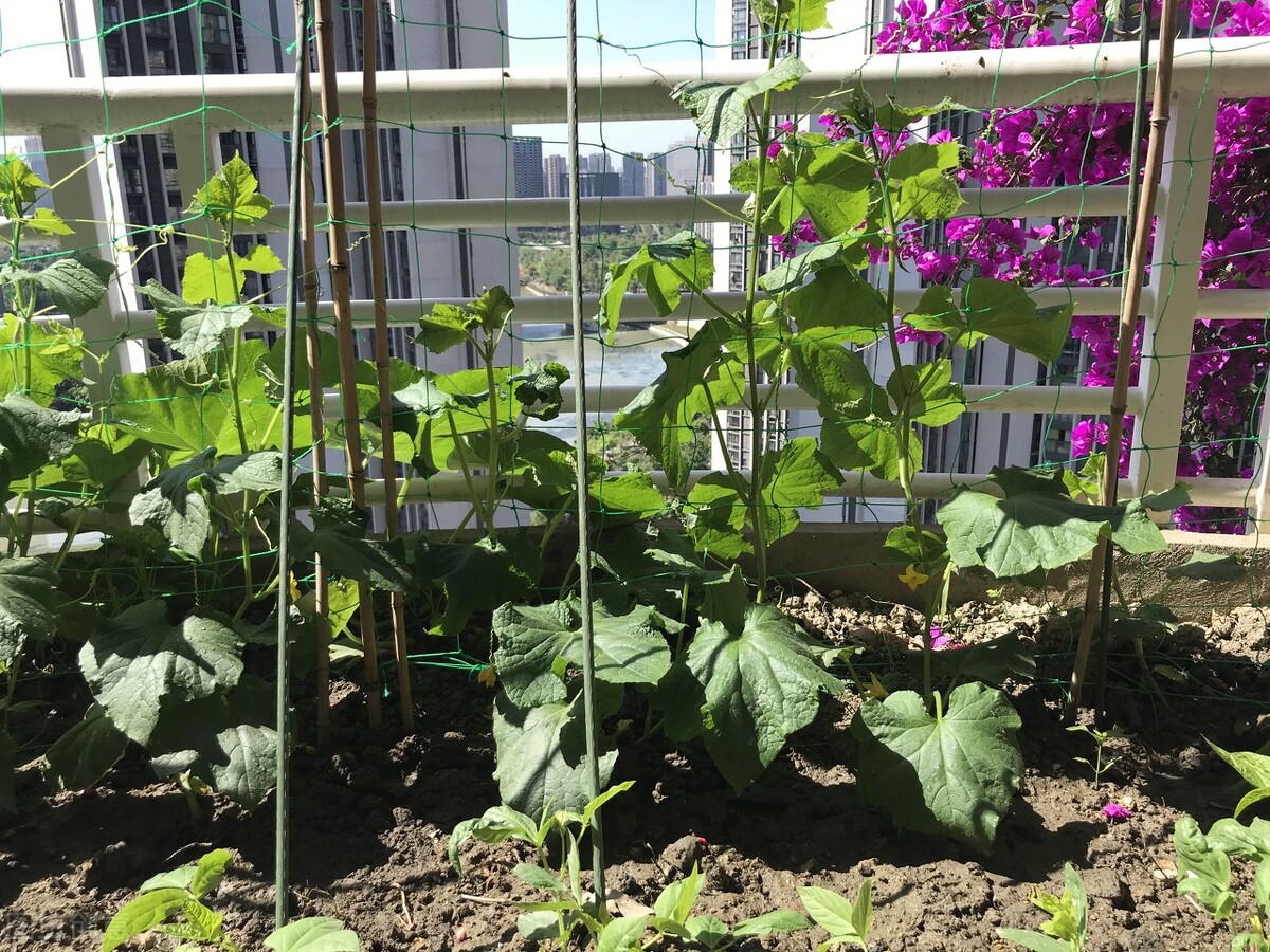 老祖宗种菜谚语,老祖宗留下的种菜口诀