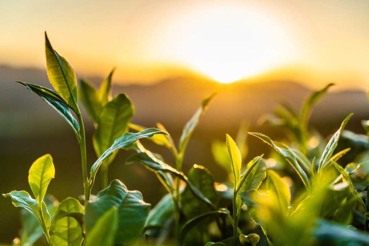 去山东必吃的6道鲁菜，是“鲁菜之魂”，老板以为你是本地人