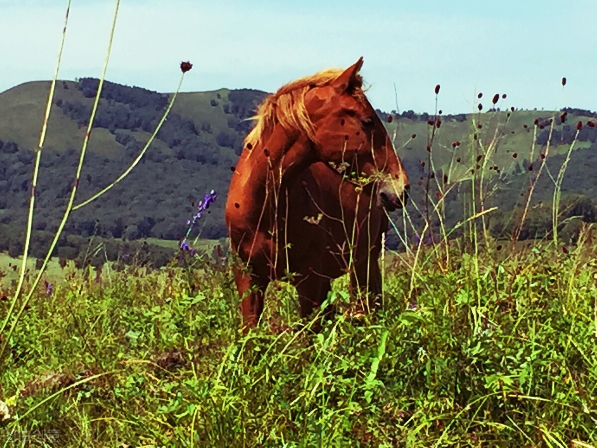 离离原上草一岁一枯荣的翻译,离离原上草一岁一枯荣诗句的意思