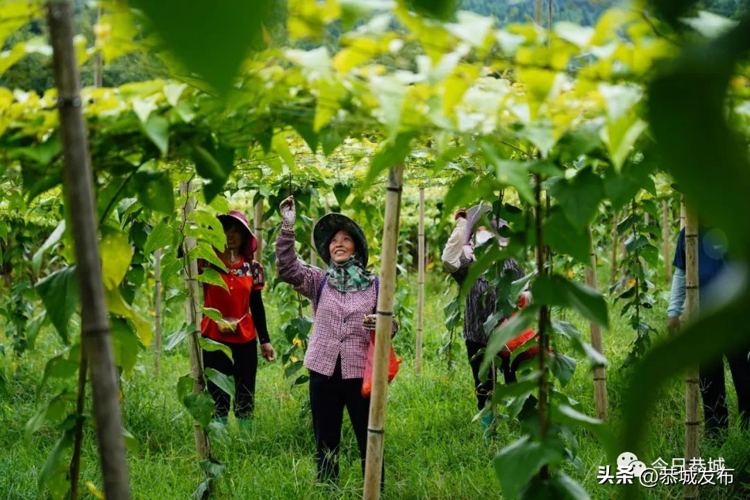 【大美桂林】桂林恭城三江乡：罗汉果花齐盛放农户人工授粉忙