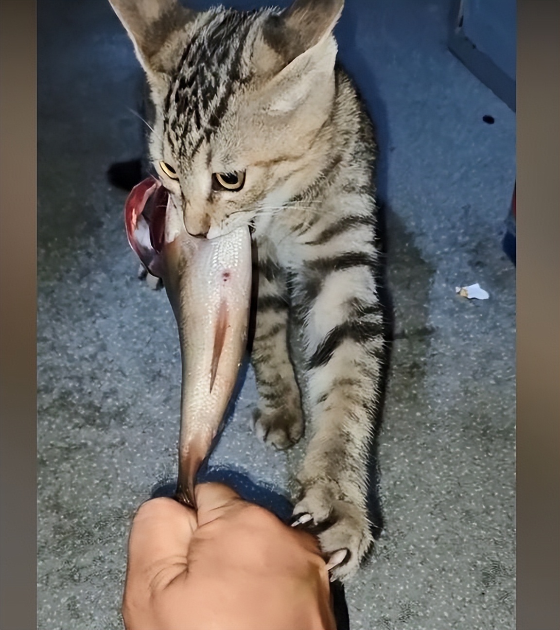 大哥暴晒1天钓了1条鱼,却被野猫盯上,小伙转账50块:这钱我出