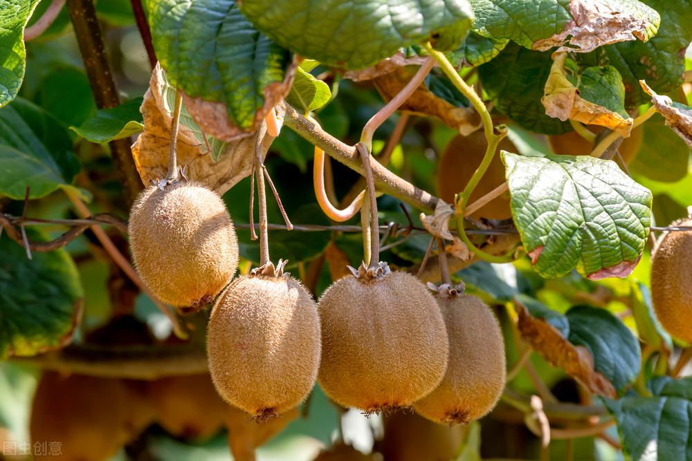新西兰猕猴桃为什么要换品种,中国农户引进的新西兰猕猴桃品种
