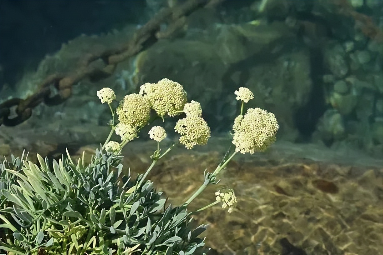 植物提取物是智商税嘛,植物提取物属于食品吗