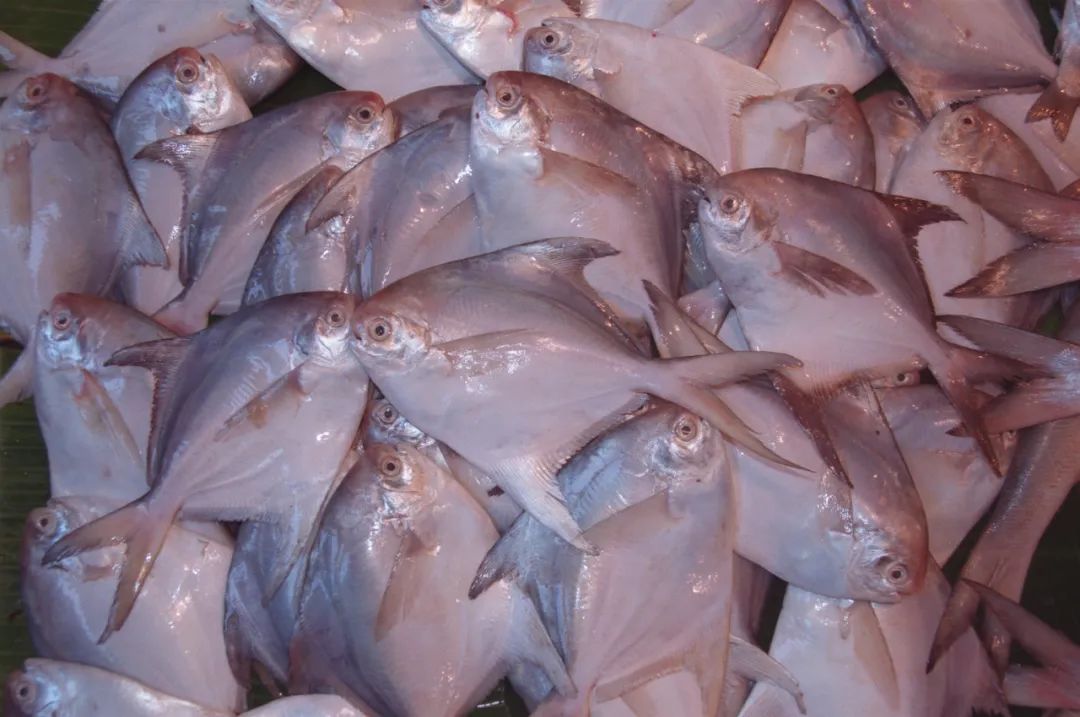 这道著名海鲜你可能吃过，但不太可能见过它死前真面目