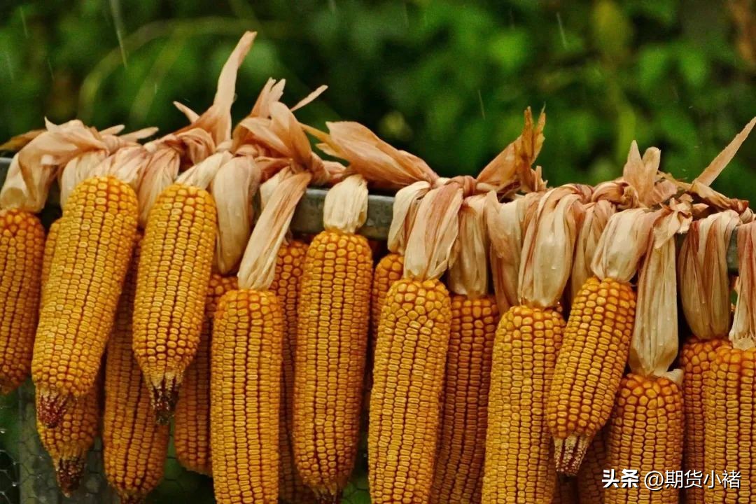 玉米市场本周行情及后市分析,本周玉米市场行情震荡调整分析