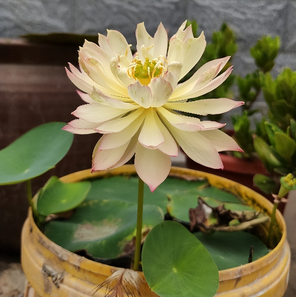 新手碗莲种不好教你一个小技巧,碗莲种藕多久开花