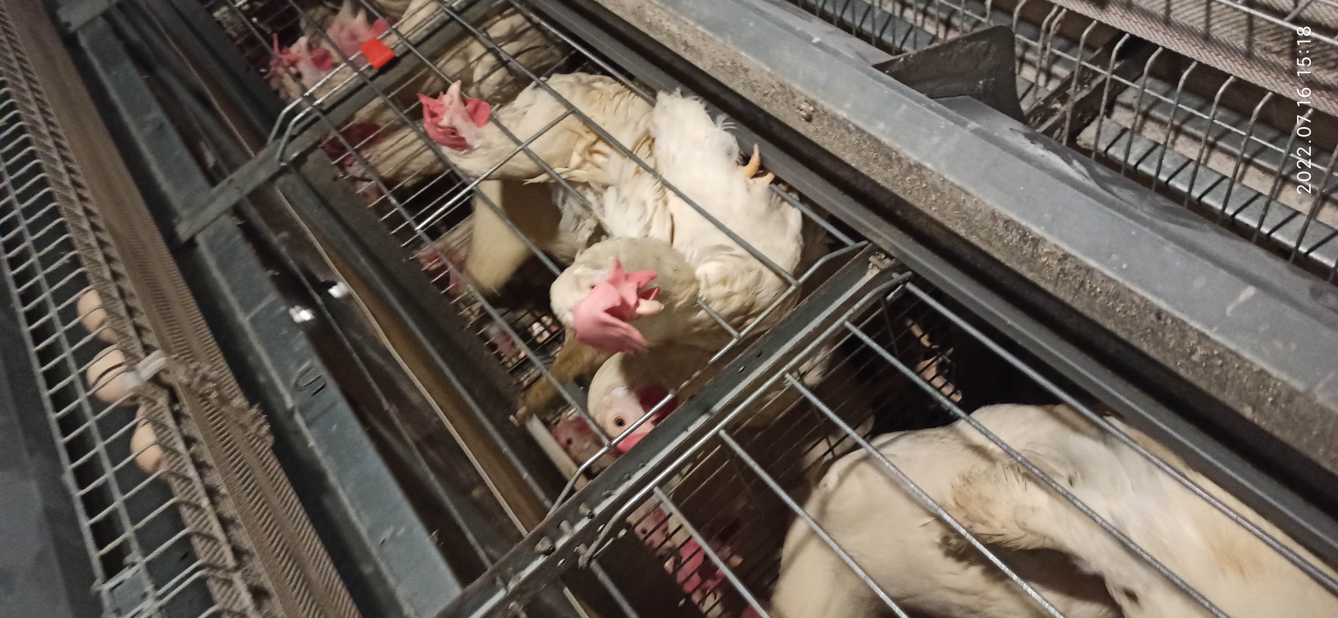 牧翔禽病研究院‖蛋鸡传染性贫血并发滑液囊支原体病例（湖北）69