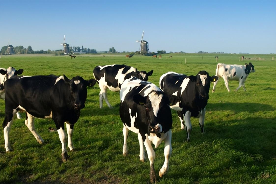 真纯牛奶和假纯牛奶编号,纯牛奶底部的数字代表什么