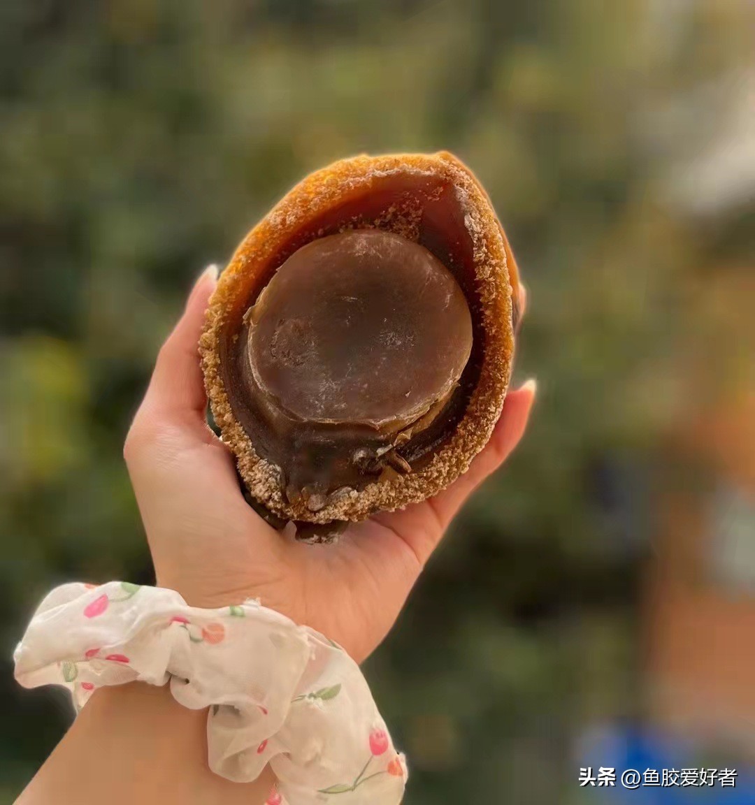 【技术贴】买鲍鱼一定要学会看这几点！