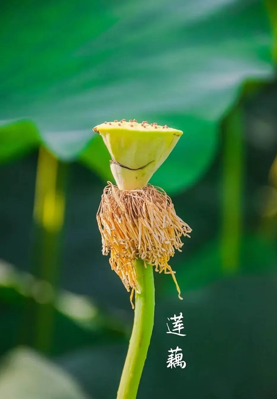 无穷莲叶，精彩纷呈