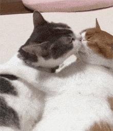 猫咪的10种秘密,养猫咪的5个常识