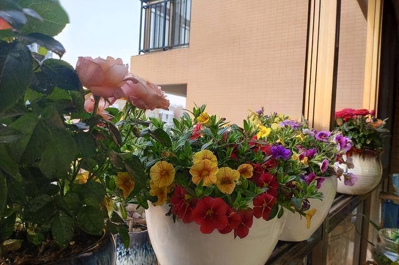 家里养花不养人的说法,家里花养不起来是不是风水不好