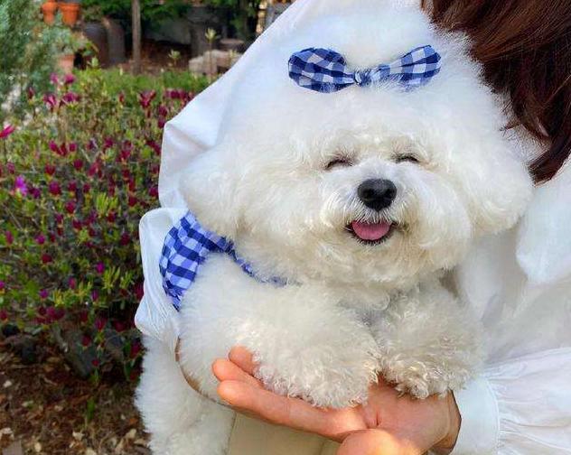 比熊犬一生中的5个阶段你知道吗,带你看看比熊犬