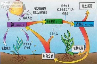 鱼缸里滑滑的是硝化细菌吗,鱼缸加盐会破坏硝化细菌吗
