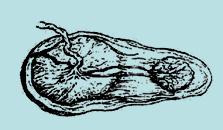 孕妈妈怎么判断胎位是正的,胎儿屁股在右侧是什么胎位