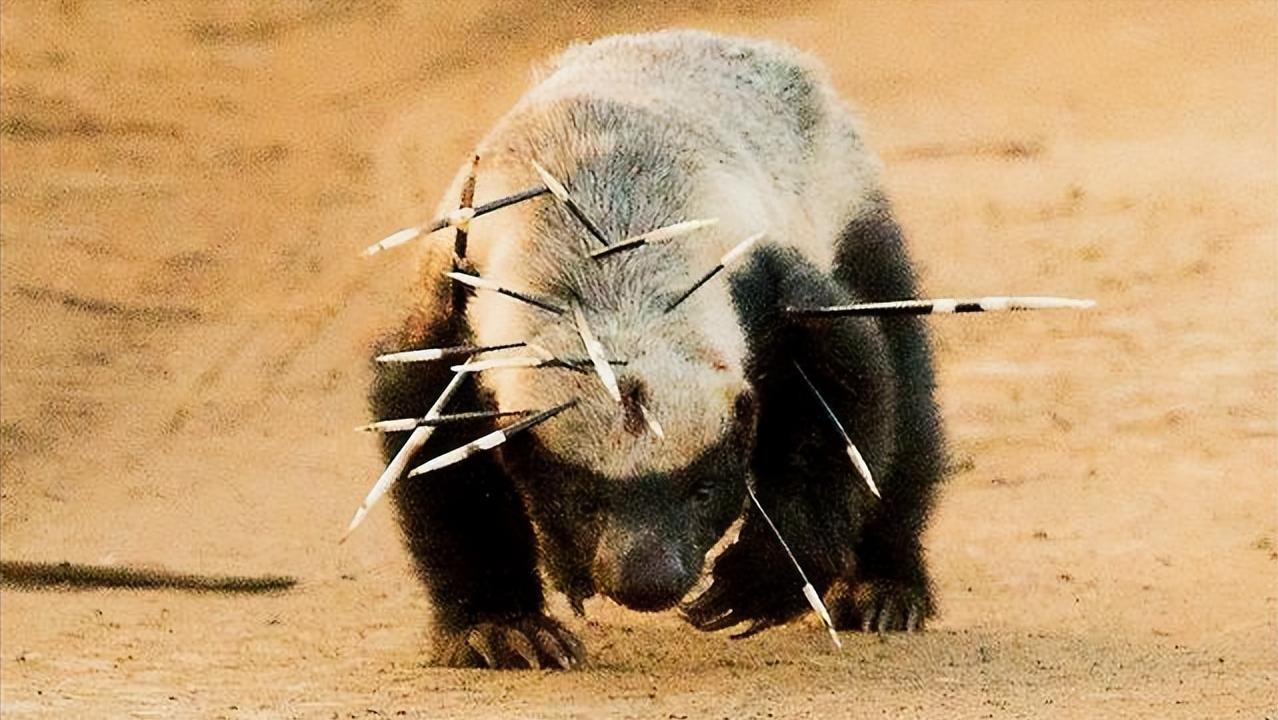 平头哥雷军简介,雷军平头哥对话