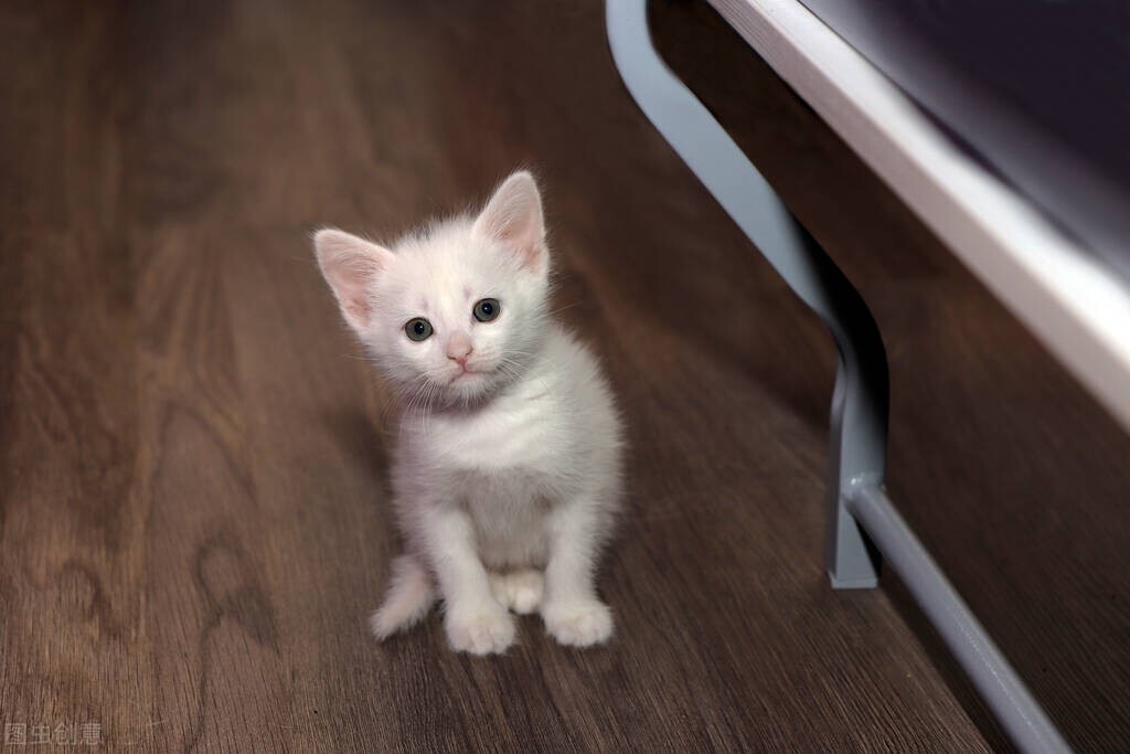 猫咪接生的注意事项,新手给猫咪接生全过程视频