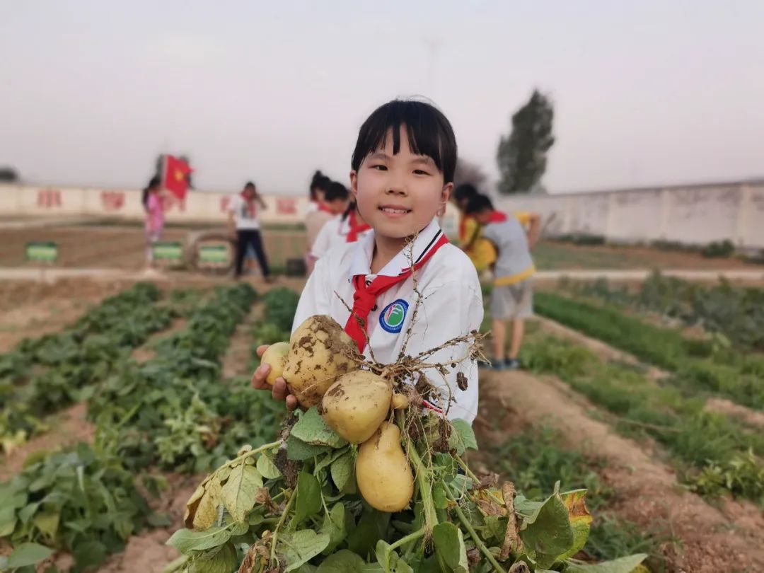 “土”露汗水“豆”耘童年——东风小学劳动教育实践活动之土豆丰收季