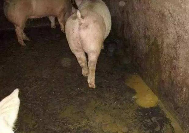 猪传染性胃肠炎腹泻活疫苗,猪流行性腹泻的解决方法