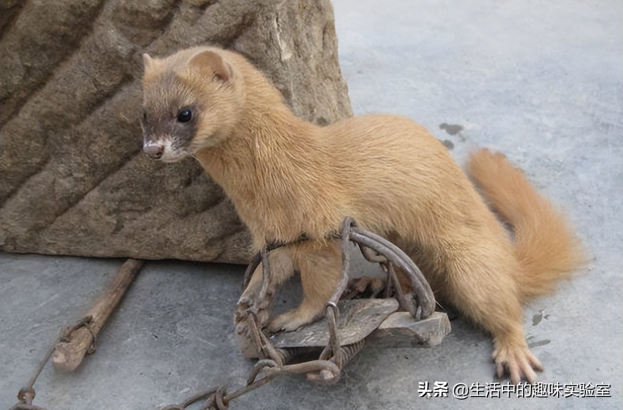 黄鼠狼迷信的说为什么不能杀,黄鼠狼不能杀的真实原因