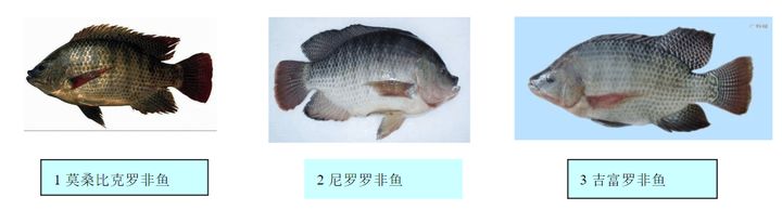 在美国很受欢迎的罗非鱼刺少肉多,美国罗非鱼刺少肉多