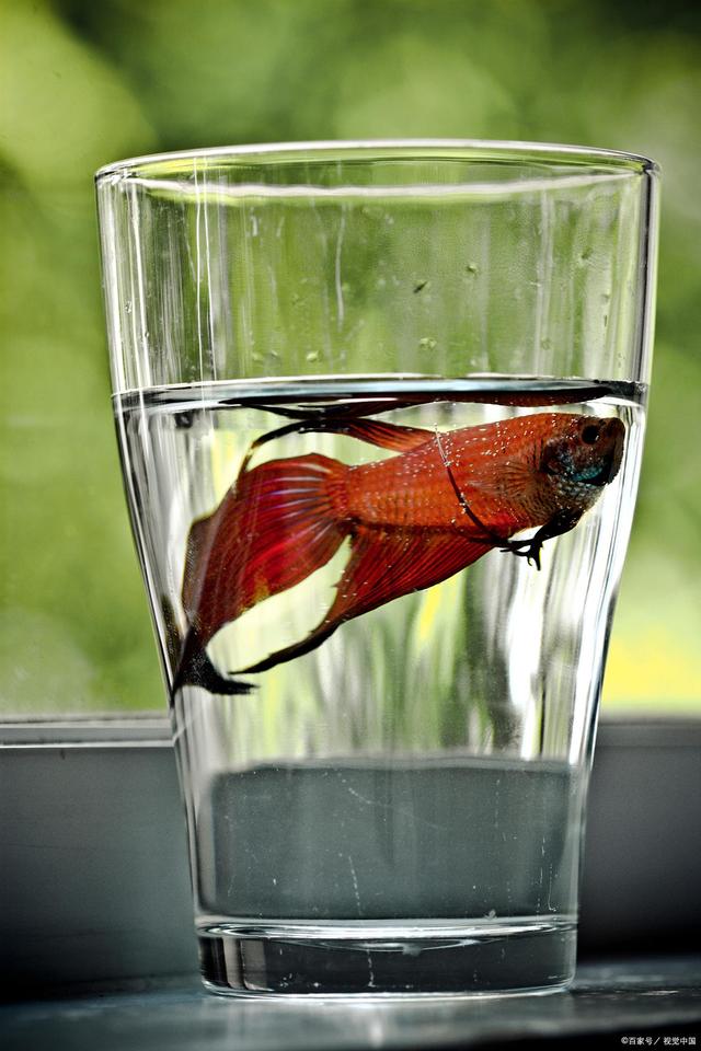 养殖斗鱼推荐鱼缸,饲养斗鱼鱼缸要多大的